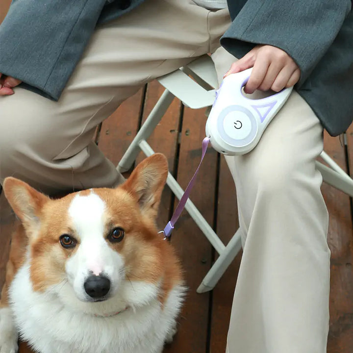 LED Light Up Dog Leash